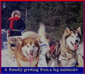 Malemutes pulling sled.