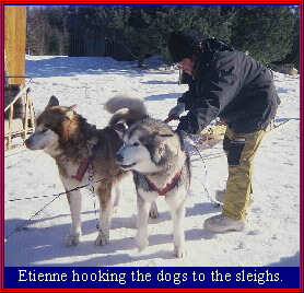 Hooking the dogs to the sleighs.