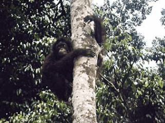 Orang Utan up tree in Sabah's Sepilok Rehabilitation Center
