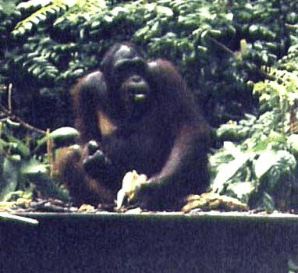 A banana feast for orang utan at Sabah's Sepilok Orang Utan Rehabilitation Center
