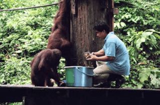 Two Orang Utans wait for lunch at Malaysia's Sepilok Orang Utan Center