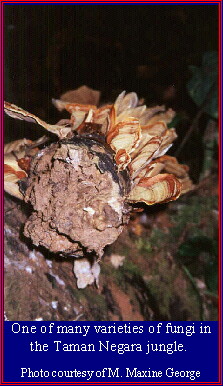 Fungi in the Taman Negara