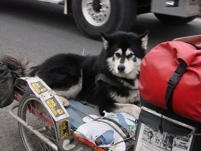 Huskie has well deserved ride on journey of hope